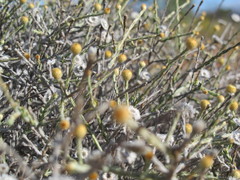 Chrysocephalum eremaeum