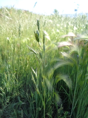 Bromus hordeaceus hordeaceus