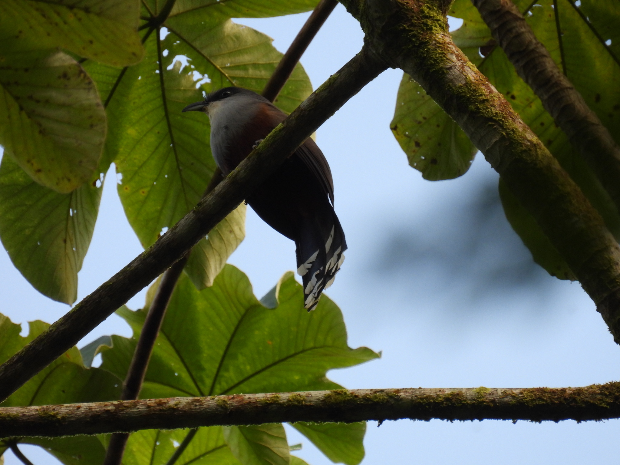 Chestnut-bellied Cuckoo illustration