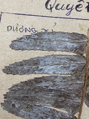 Nephrolepis hirsutula