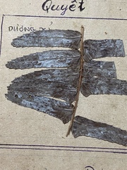 Nephrolepis hirsutula