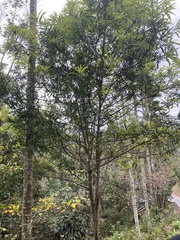 Podocarpus nakaii