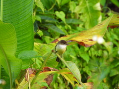 Myiarchus barbirostris