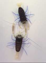 Gnathophyllum panamense