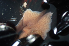 Kaburakia excelsa