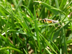 Ichneumonidae