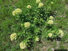 Asclepias viridis