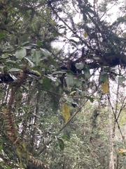 Eustigma oblongifolium