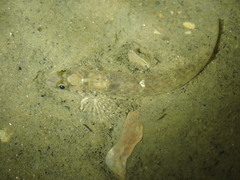 Favonigobius