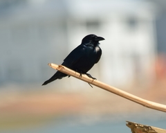 Tamaulipas Crow photo 3