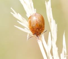 Dicranosterna semipunctata