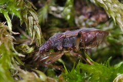 Ozophora occidentalis