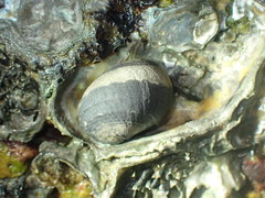 Nerita albicilla