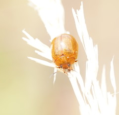 Dicranosterna semipunctata