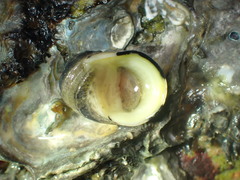 Nerita albicilla