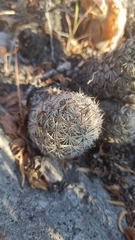Neolloydia conoidea