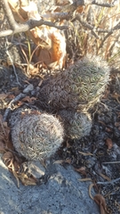 Neolloydia conoidea