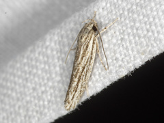 Acolasta scolia