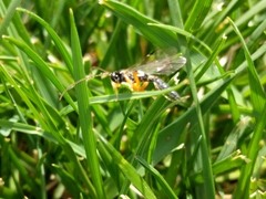 Ichneumonidae