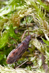 Ozophora occidentalis