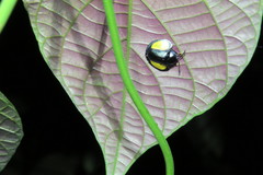 Omaspides specularis