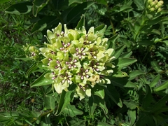 Asclepias viridis