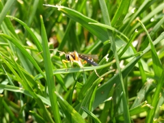Ichneumonidae