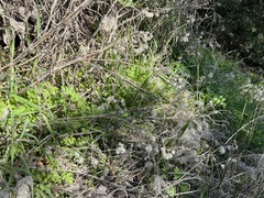 Phacelia cicutaria hispida