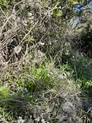 Phacelia cicutaria hispida
