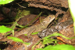 Enyalioides