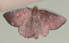 Apodasmia rufonigraria