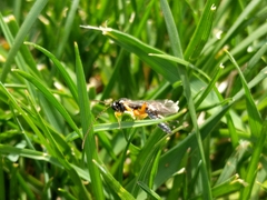 Ichneumonidae