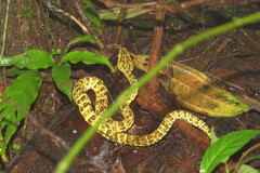 Bothrops punctatus