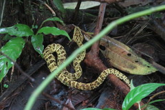 Bothrops punctatus