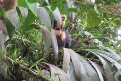 Cebus capucinus