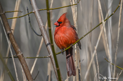 Cardinalis cardinalis