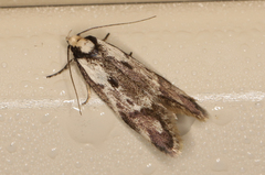Palimmeces variegata