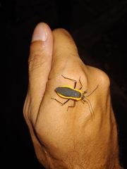 Laminiceps
