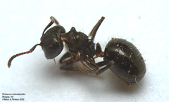 Notoncus ectatommoides