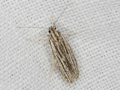 Acolasta scolia