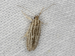 Acolasta scolia