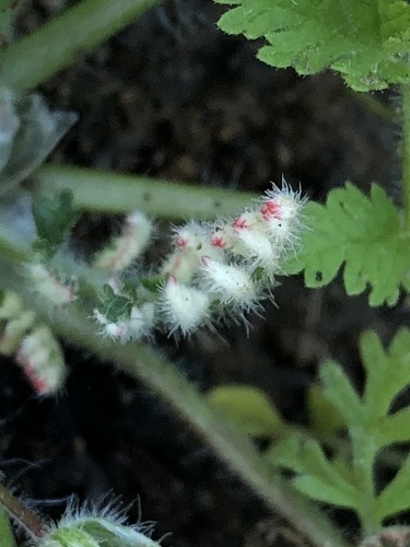 Erodium moschatum iNat (3)