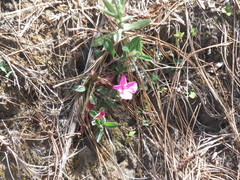 Oenothera deserticola