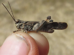Trimerotropis cincta