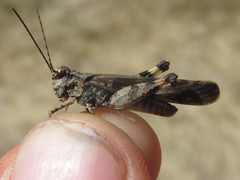 Trimerotropis cincta