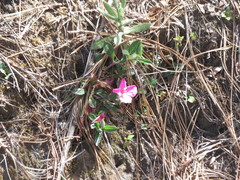Oenothera deserticola