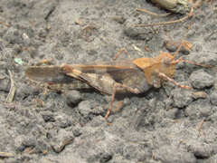 Trimerotropis cincta