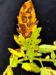 Stemphylium
