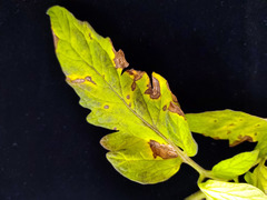 Stemphylium