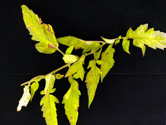 Stemphylium